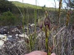 Cryptostylis erecta