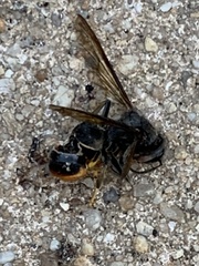 Vespa velutina nigrithorax