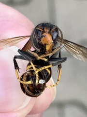 Vespa velutina nigrithorax