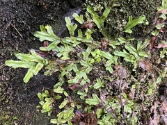 Conocephalum conicum