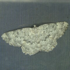 Charissa glaucinaria