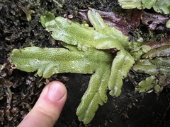 Conocephalum conicum