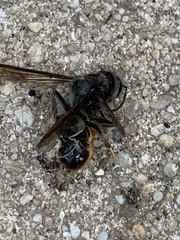 Vespa velutina nigrithorax