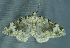 Coenotephria tophaceata