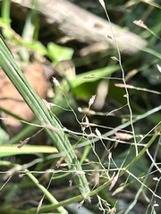 Eragrostis ferruginea