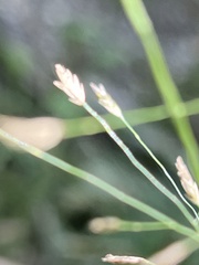 Eragrostis ferruginea
