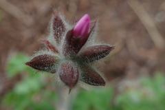 Pelargonium capitatum