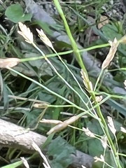 Eragrostis ferruginea