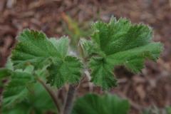 Pelargonium capitatum