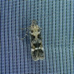 Caryocolum