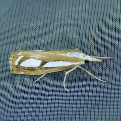 Catoptria myella