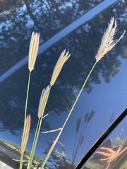 Chloris