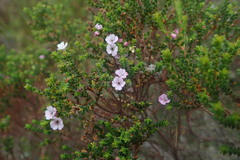 Euchaetis albertiniana