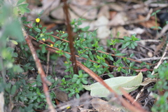 Hibbertia empetrifolia