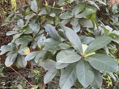 Corynocarpus laevigatus