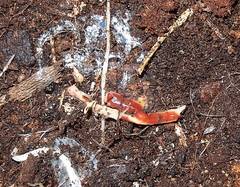 Arthurdendyus testaceus