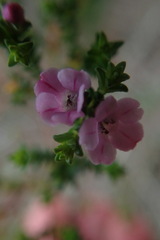 Euchaetis albertiniana