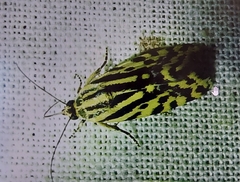Acontia trabealis