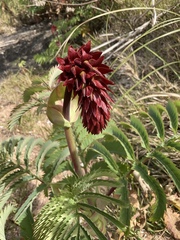Melianthus major