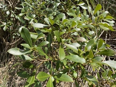Pseudopanax lessonii