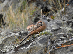 Emberiza godlewskii
