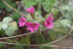 Pelargonium grossularioides
