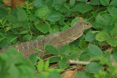 Varanus nebulosus