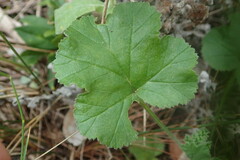 Pelargonium grossularioides
