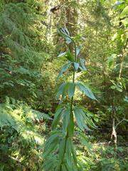 Lilium martagon pilosiusculum