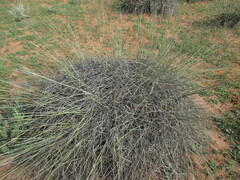Polygonum equisetiforme