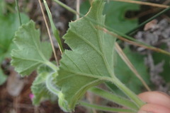 Pelargonium grossularioides