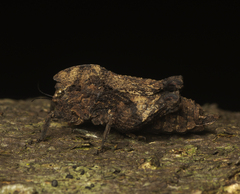 Vingselina crassa