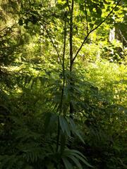 Lilium martagon pilosiusculum