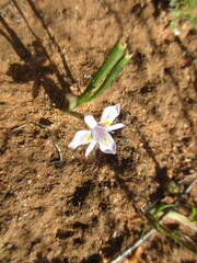 Moraea setifolia