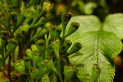 Lindsaea viridis