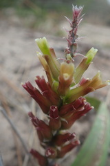 Lachenalia orchioides