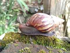 Lissachatina fulica