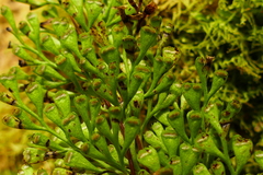 Lindsaea viridis