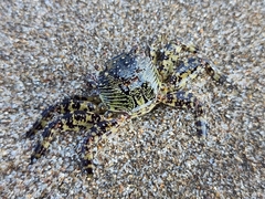 Grapsus