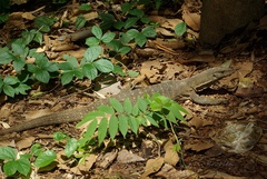 Varanus nebulosus