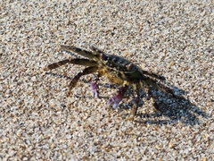 Grapsus