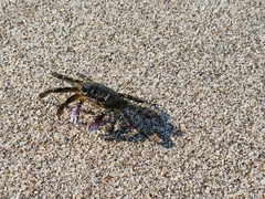 Grapsus
