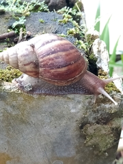 Lissachatina fulica