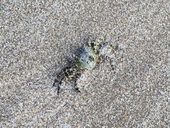 Grapsus