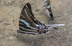Graphium rhesus