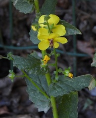 Verbascum blattaria