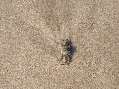 Grapsus