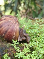 Lissachatina fulica