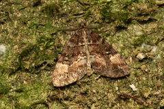 Pseudocoremia productata