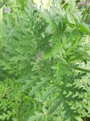 Phacelia tanacetifolia